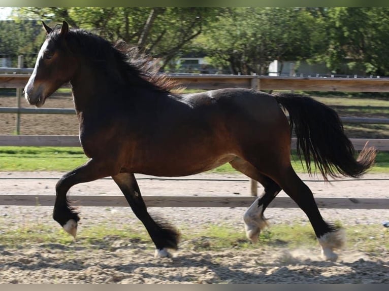 Galés-D Yegua 3 años 143 cm Castaño oscuro in Ringsted