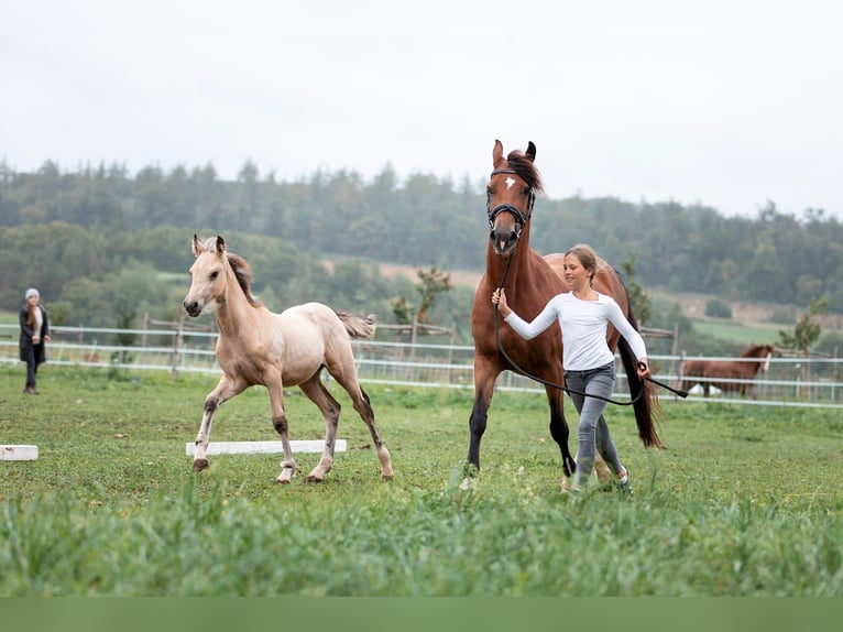 Galés-D Yegua 3 años 148 cm Buckskin/Bayo in Rennertshofen
