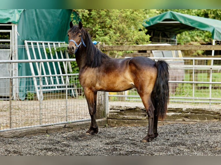 Galés-D Yegua 3 años 155 cm Castaño oscuro in Meerbusch