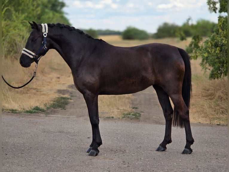 Galés-D Yegua 4 años 138 cm Negro in Cegléd