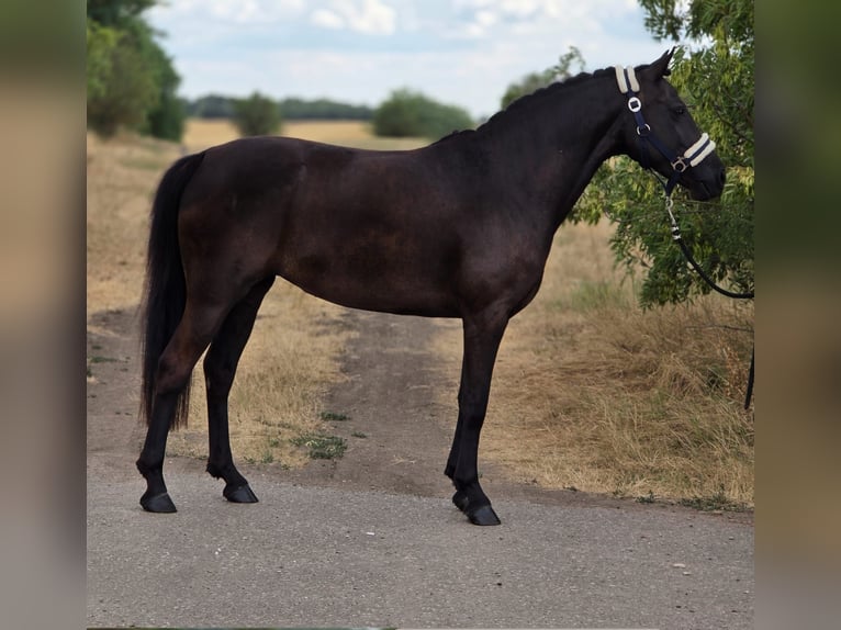 Galés-D Yegua 4 años 138 cm Negro in Cegléd
