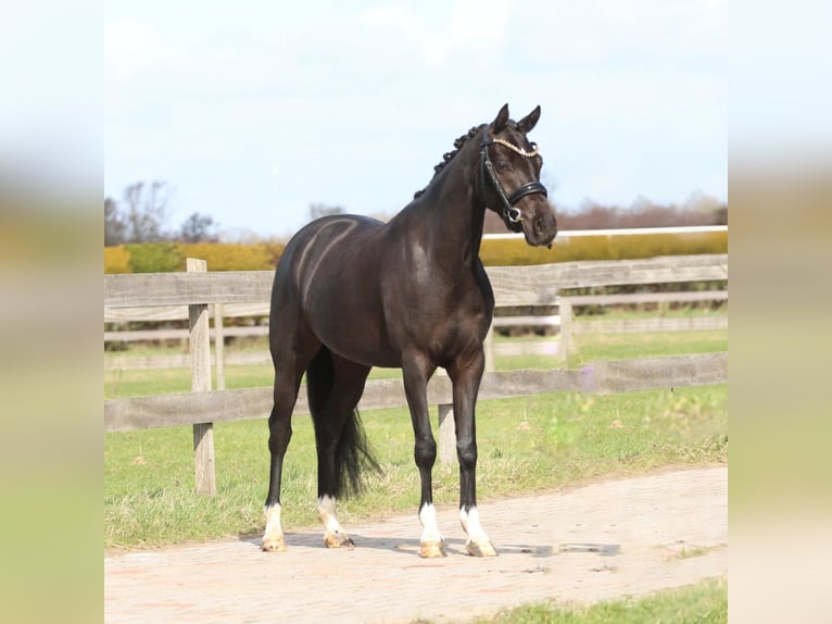 Galés-D Yegua 4 años 145 cm Negro in Heemskerk