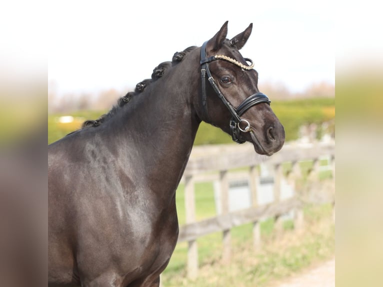 Galés-D Yegua 4 años 145 cm Negro in Heemskerk