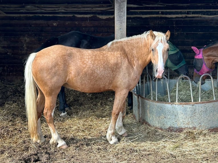 Galés-D Yegua 4 años Palomino in Butzbach