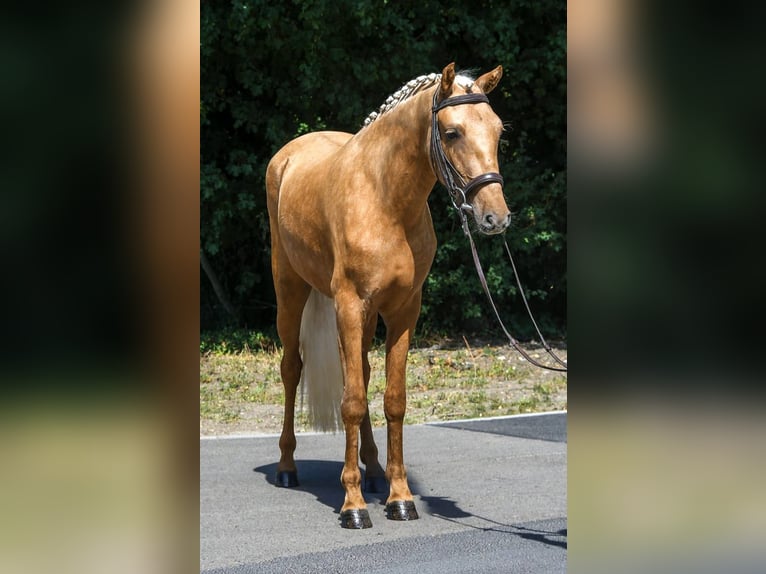 Galés-D Yegua 5 años 142 cm Palomino in Budapest