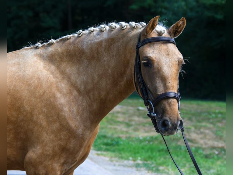 Galés-D Yegua 5 años 142 cm Palomino in Budapest