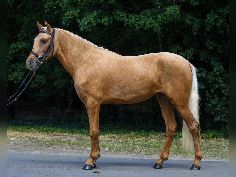 Galés-D Yegua 5 años 142 cm Palomino in Budapest
