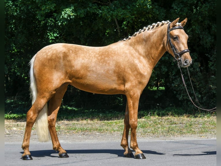 Galés-D Yegua 5 años 142 cm Palomino in Budapest