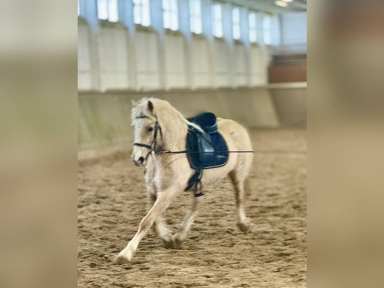 Galés-D Yegua 5 años 147 cm Palomino in Stahnsdorf