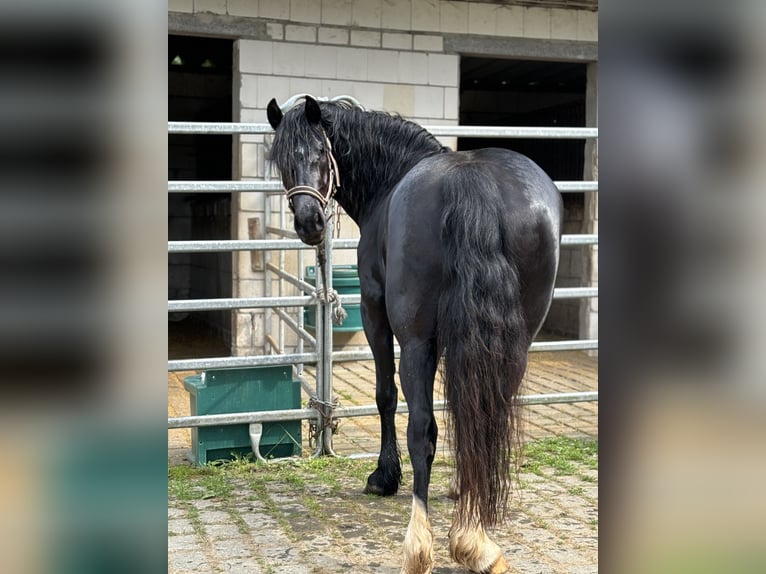Galés-D Yegua 5 años 148 cm Negro in Löhnberg