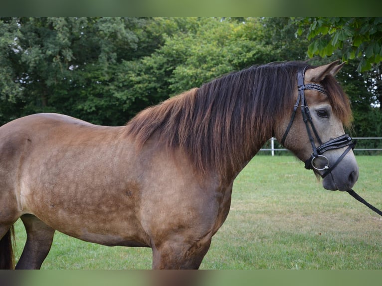 Galés-D Yegua 5 años 149 cm Buckskin/Bayo in Henstedt-Ulzburg