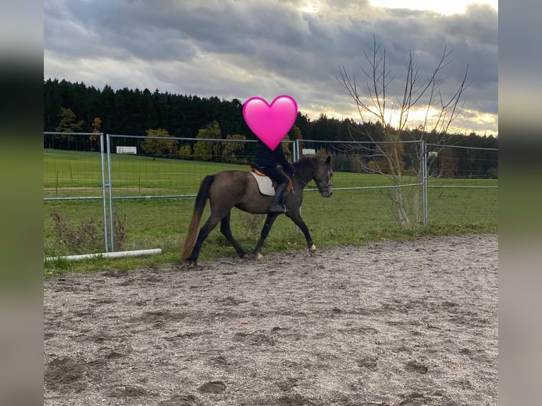 Galés-D Yegua 6 años 146 cm Buckskin/Bayo in Bayern