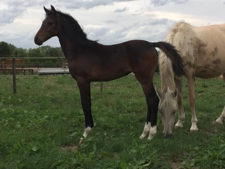 Galés-D Yegua 6 años 147 cm Morcillo in laakdal