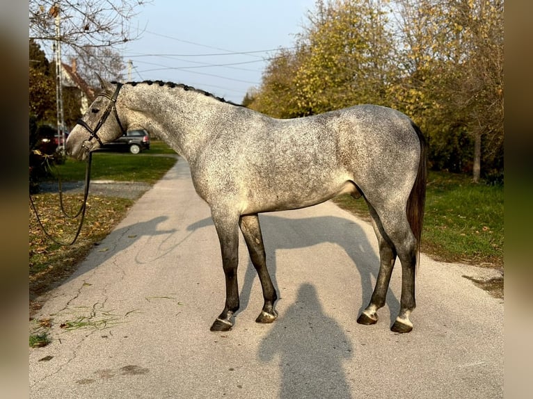 Galés-D Yegua 6 años 150 cm Negro in Gödöllő