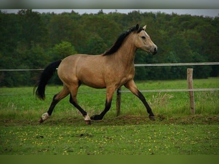 Galés-D Yegua 7 años 147 cm Buckskin/Bayo in Dwingeloo