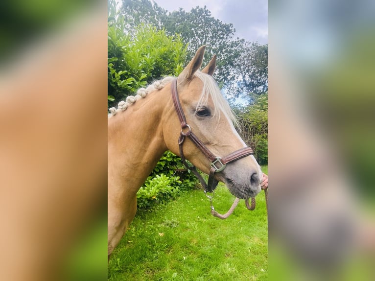 Galés-D Yegua 7 años 148 cm Palomino in Makkum