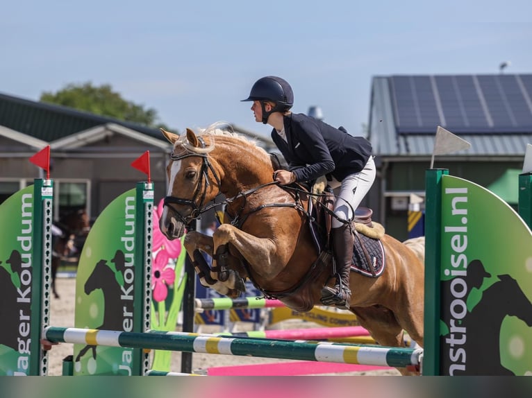 Galés-D Yegua 7 años 148 cm Palomino in Makkum