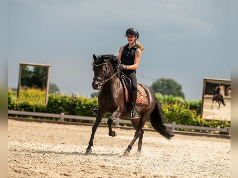 Galés-D Yegua 8 años 145 cm Castaño oscuro in Alphen