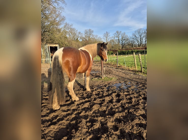 Galés-D Mestizo Yegua 8 años 145 cm Pío in Enschede
