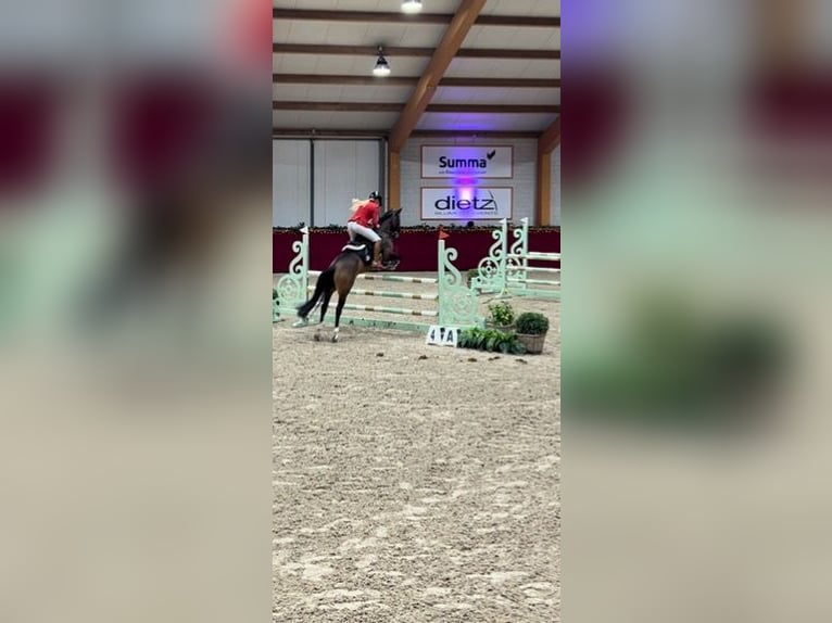 Galés-D Yegua 8 años 148 cm Castaño oscuro in Vught