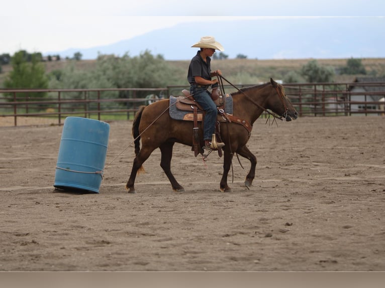 Galés-D Mestizo Yegua 9 años 130 cm Palomino in Montrose