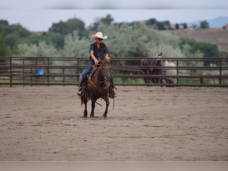 Galés-D Mestizo Yegua 9 años 130 cm Palomino in Montrose