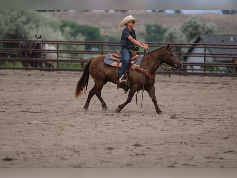 Galés-D Mestizo Yegua 9 años 130 cm Palomino in Montrose