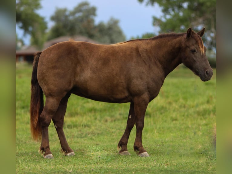 Galés-D Mestizo Yegua 9 años 130 cm Palomino in Montrose