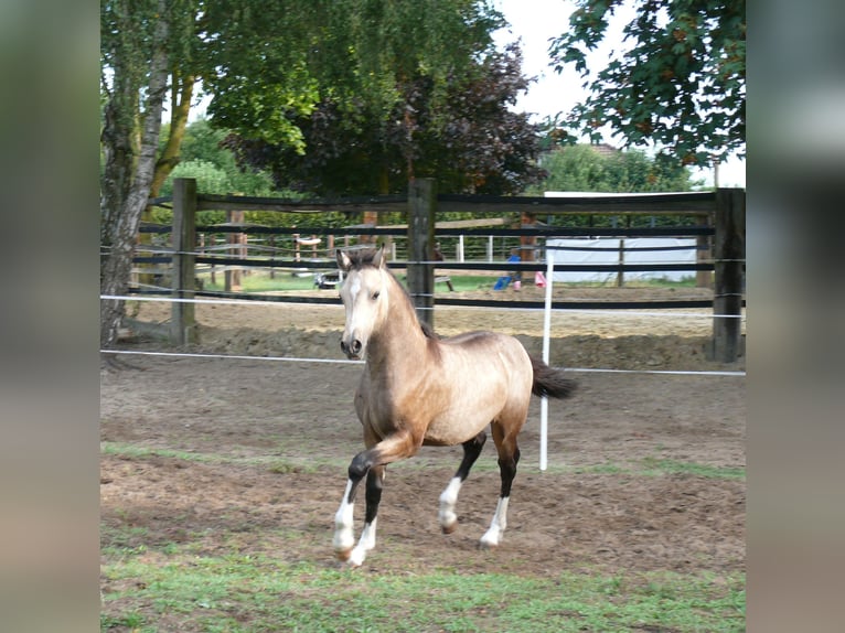 Galés-D Yegua Potro (04/2026) Buckskin/Bayo in Geldern