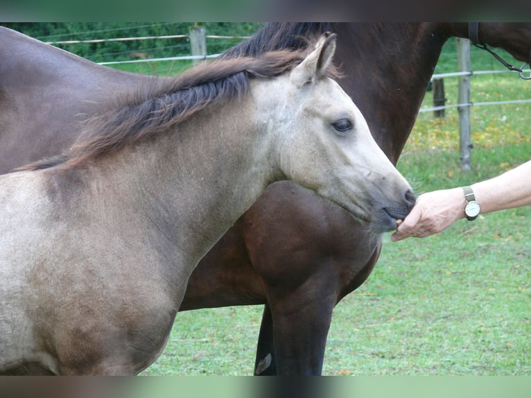 Galés-D Yegua Potro (04/2026) Buckskin/Bayo in Geldern