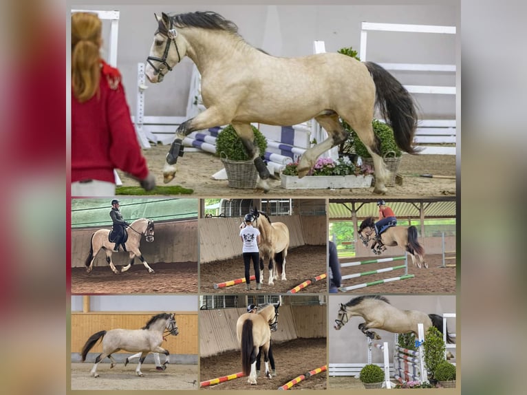 Galés-D Yegua Potro (03/2026) Castaño in Meinhard