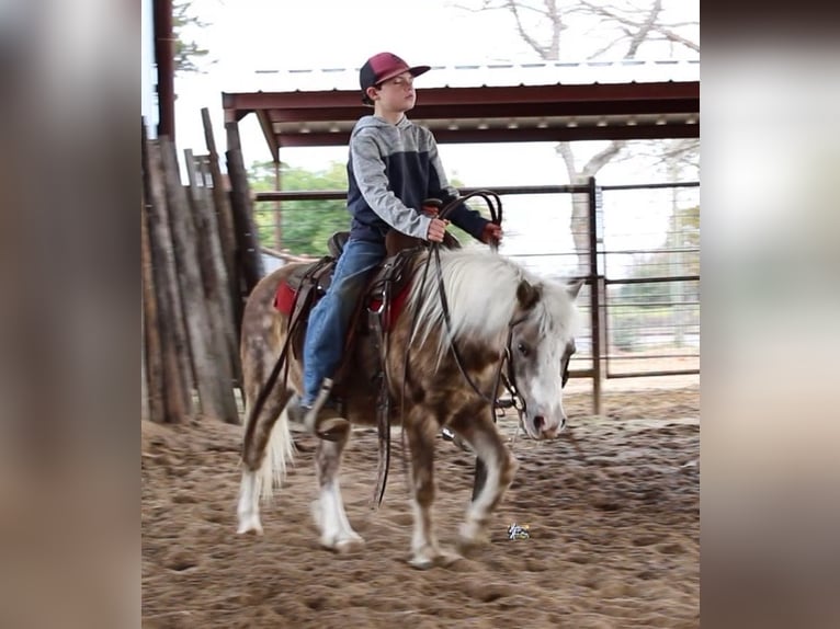 Galés-PB Mestizo Caballo castrado 10 años 107 cm in Elkhart