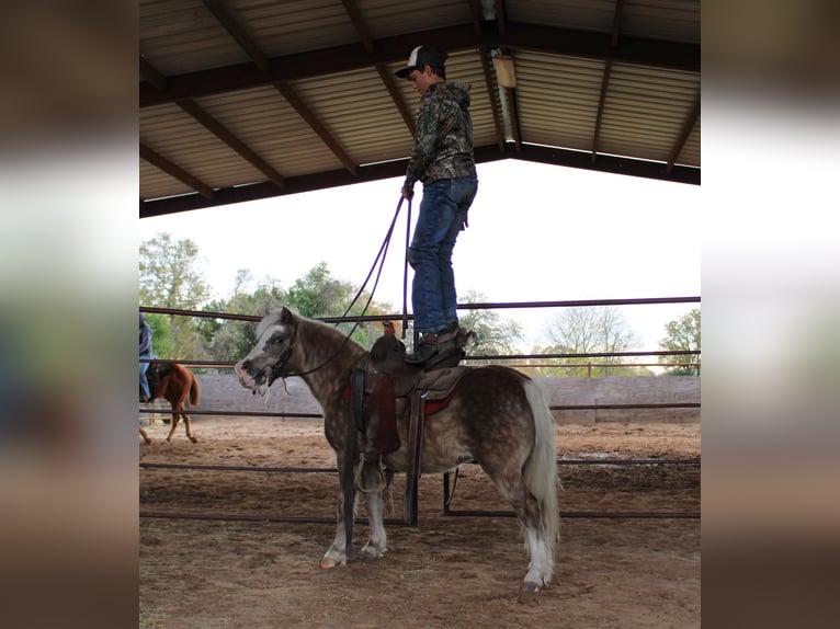 Galés-PB Mestizo Caballo castrado 10 años 107 cm in Elkhart