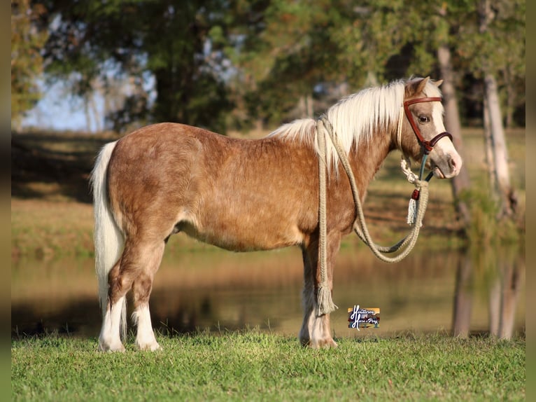 Galés-PB Mestizo Caballo castrado 10 años 107 cm in Elkhart