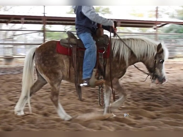 Galés-PB Mestizo Caballo castrado 10 años 107 cm in Elkhart