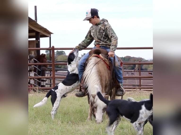 Galés-PB Mestizo Caballo castrado 11 años 107 cm in Elkhart