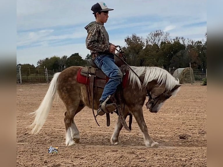 Galés-PB Mestizo Caballo castrado 11 años 107 cm in Elkhart