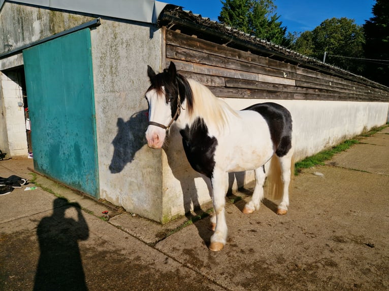 Galés-PB Caballo castrado 12 años 152 cm Atigrado/Moteado in Essex