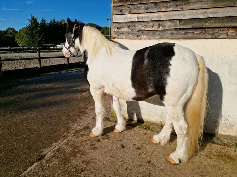 Galés-PB Caballo castrado 12 años 152 cm Atigrado/Moteado in Essex