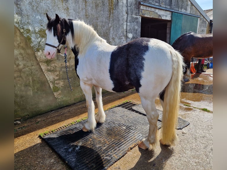 Galés-PB Caballo castrado 12 años 152 cm Atigrado/Moteado in Essex