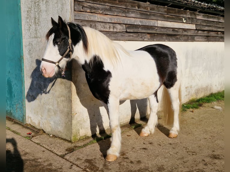 Galés-PB Caballo castrado 12 años 152 cm Atigrado/Moteado in Essex