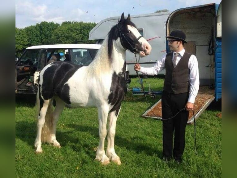 Galés-PB Caballo castrado 12 años 152 cm Atigrado/Moteado in Essex