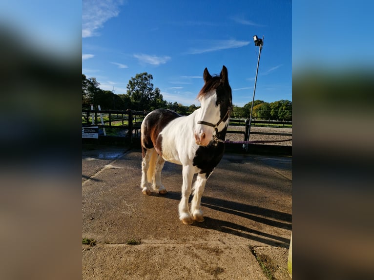 Galés-PB Caballo castrado 12 años 152 cm Atigrado/Moteado in Essex