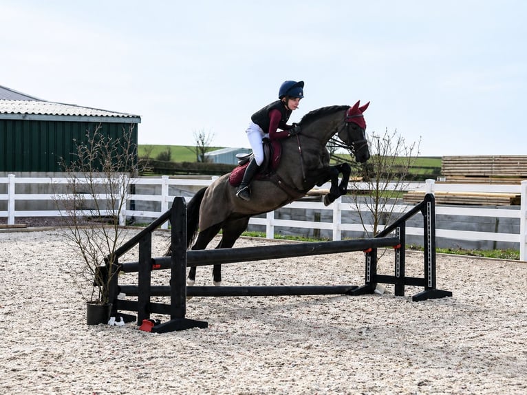 Galés-PB Caballo castrado 13 años 137 cm Negro in Morpeth