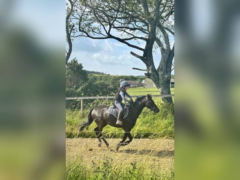 Galés-PB Caballo castrado 13 años 137 cm Negro in Morpeth