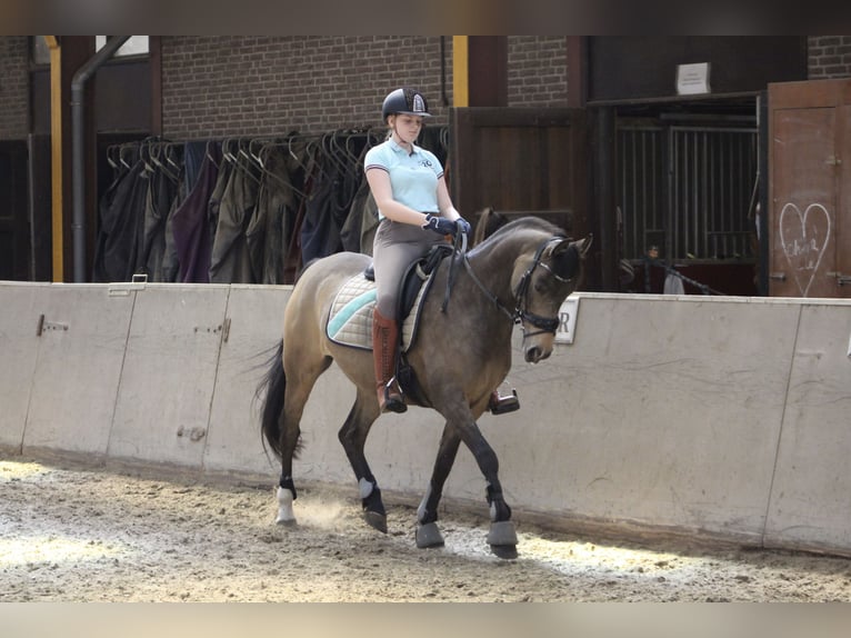 Galés-PB Caballo castrado 13 años 155 cm in Nieuwveen