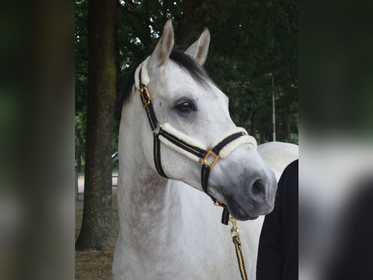 Galés-PB Caballo castrado 14 años 153 cm Tordo in Ingen