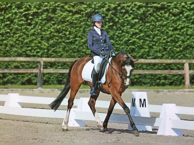 Galés-PB Mestizo Caballo castrado 18 años 145 cm Castaño in Buggenhout