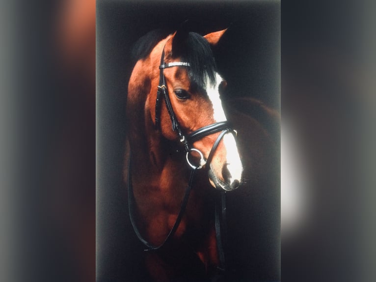 Galés-PB Mestizo Caballo castrado 18 años 145 cm Castaño in Buggenhout