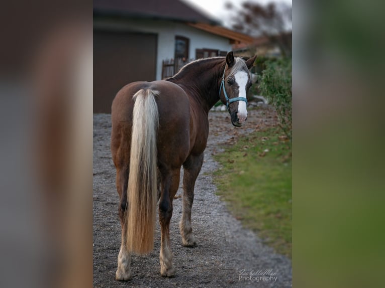 Galés-PB Caballo castrado 19 años 152 cm Castaño rojizo in Freilassing